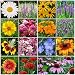 David's Garden Seeds Wildflower All Perennial Seed Mix SL1127 (Multi) 500 Non-GMO, Open Pollinated Seeds primary