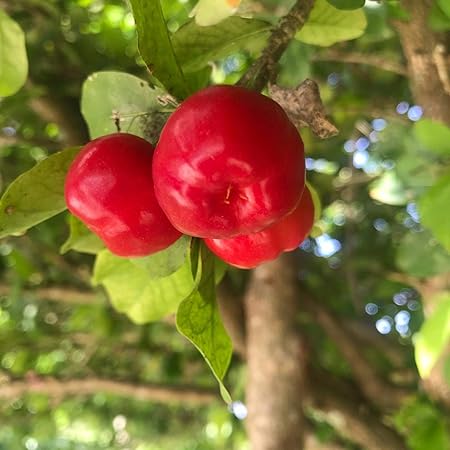 M-Tech Gardens Rare Barbados Cherry Fruit Seedling Live Plant