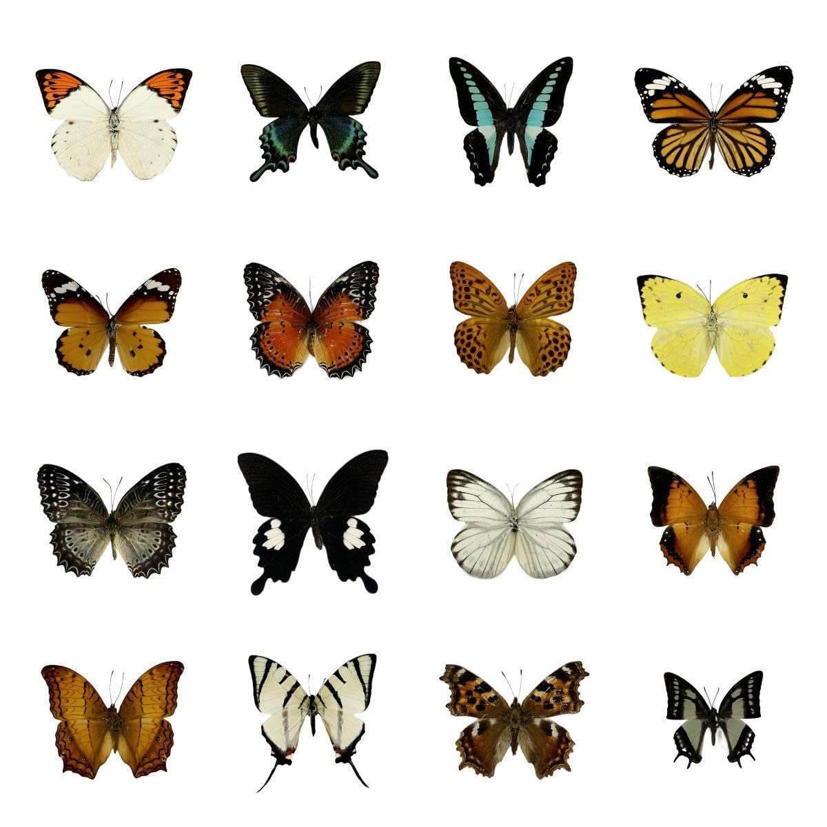 Photo 1 of 15 pcs of Real Dried Dead Butterflies with Spread Wings Shaped, Natural unmounted Butterfly specimens for Art, Decorations, Taxidermy and Gifts for Kids and Family