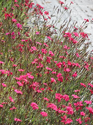 Pflanzensortiment Niedrige Blütenstauden für 4 m² – Bild 6