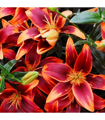 Amazon.com : Votaniki Landini Asiatic Lily Bulbs for Planting - Beautiful  Black Lily Flower, Large Blooms, Perennial Lily Flowering Bulbs | Easy to  Grow (6 Pack) : Patio, Lawn & Garden