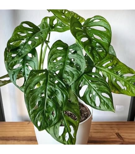 Amazon.com : Monstera Adansonii Plant in 3.5 inch Size Pots/Tropical  Plant-Do not Order in Extreme Temps, hot or Cold. : Patio, Lawn & Garden
