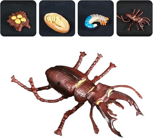 Amazon Nuobesty 生物学科学モデルおもちゃカブトムシ昆虫教育置物の頑丈 なプライムエボリューションおもちゃ成長段階モデル のライフサイクル おもちゃ おもちゃ