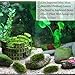 Luffy 3 Pcs. Coco Mini Moss, Hiding & Breeding Spot for Fry & Shrimps, Aquatic Play Toy, Fish Moves Around or Swim Under, Builds a Beautiful Aquascape, Easy Care, Hardy, and Long-Lasting Plan