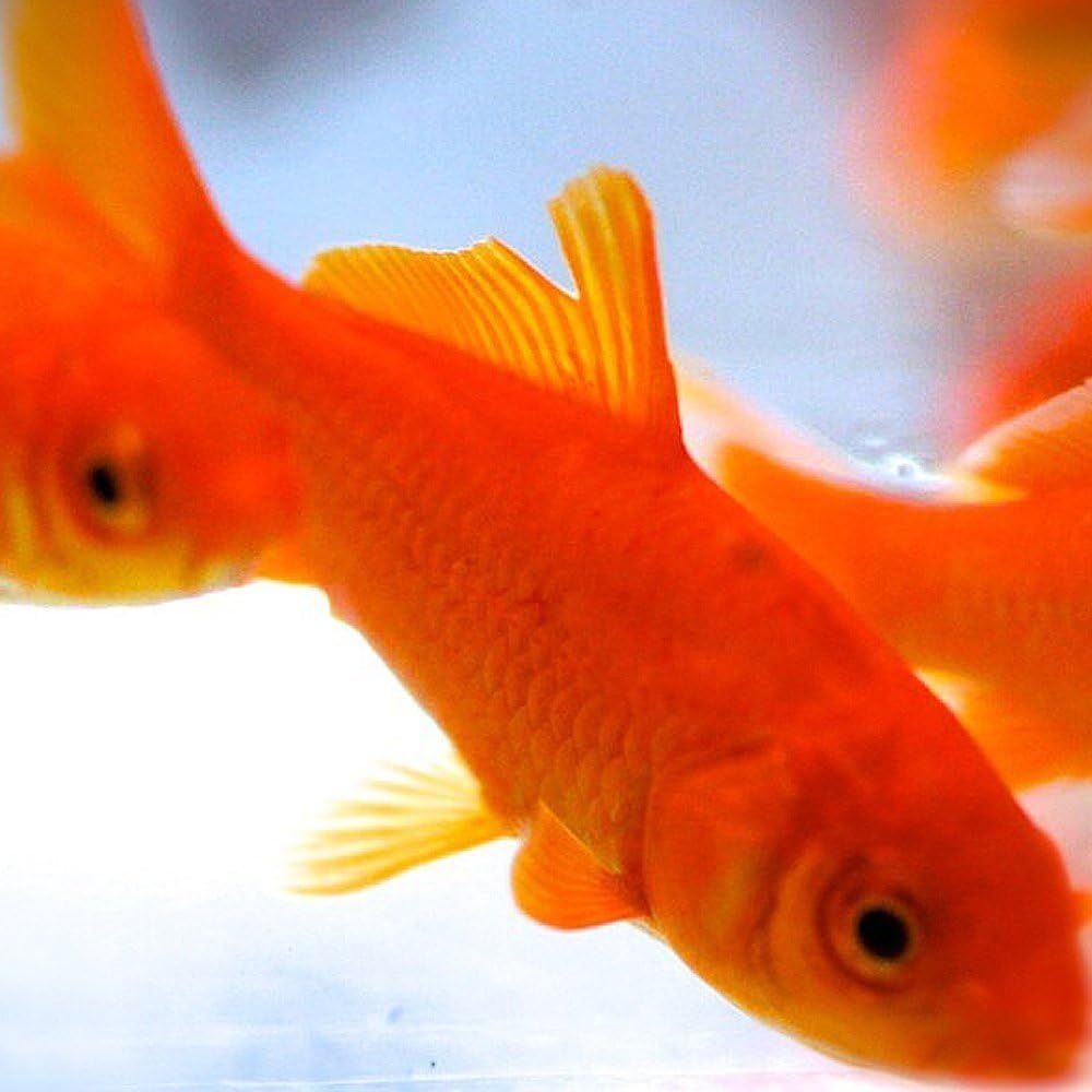 Amazon 生体 金魚 小赤 餌金 10匹 エサ用金魚 エサ用 鑑賞用 Emuwai Emuwai 観賞魚 水中生物 通販