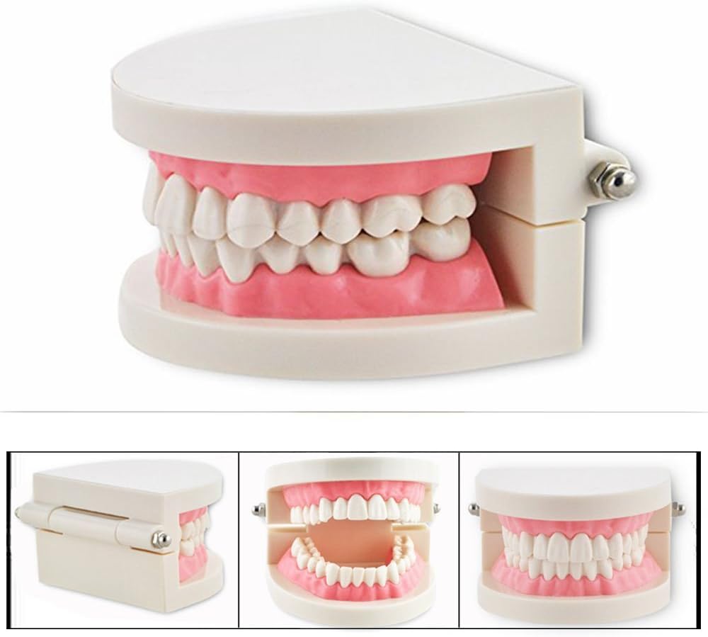 Cisixin Modelo Dental de la enseñanza de los Dientes del Dentista del Cuidado Tooth Teach Model
