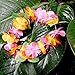 Jovitec 54 Pack Luau Tropical Hawaiian Headband Floral Leis Headband and Wristband for Costume Party Decoration Supplies, 6 Colors