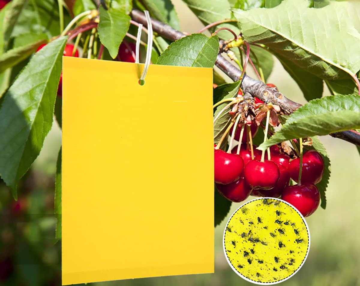 Y.A. LOTUS Pack of 50 yellow boards, sticky insect traps, premium yellow sticker fly trap, yellow sticker papers for against fungus gnats, caterpillar glue, mining flies and white flies