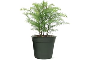 American Plant Exchange Norfolk Island Pine Tree, 4-Inch Pot, Easy Care Indoor & Outdoor Houseplant, Live Holiday Decor