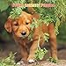 Golden Retriever Puppies Calendar - 2016 Wall calendars - Dog Calendars - Monthly Wall Calendar by Magnum