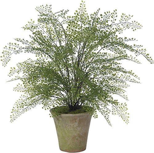 Diane James Large Maiden Hair Fern