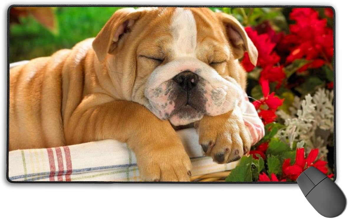 english bulldog crate size