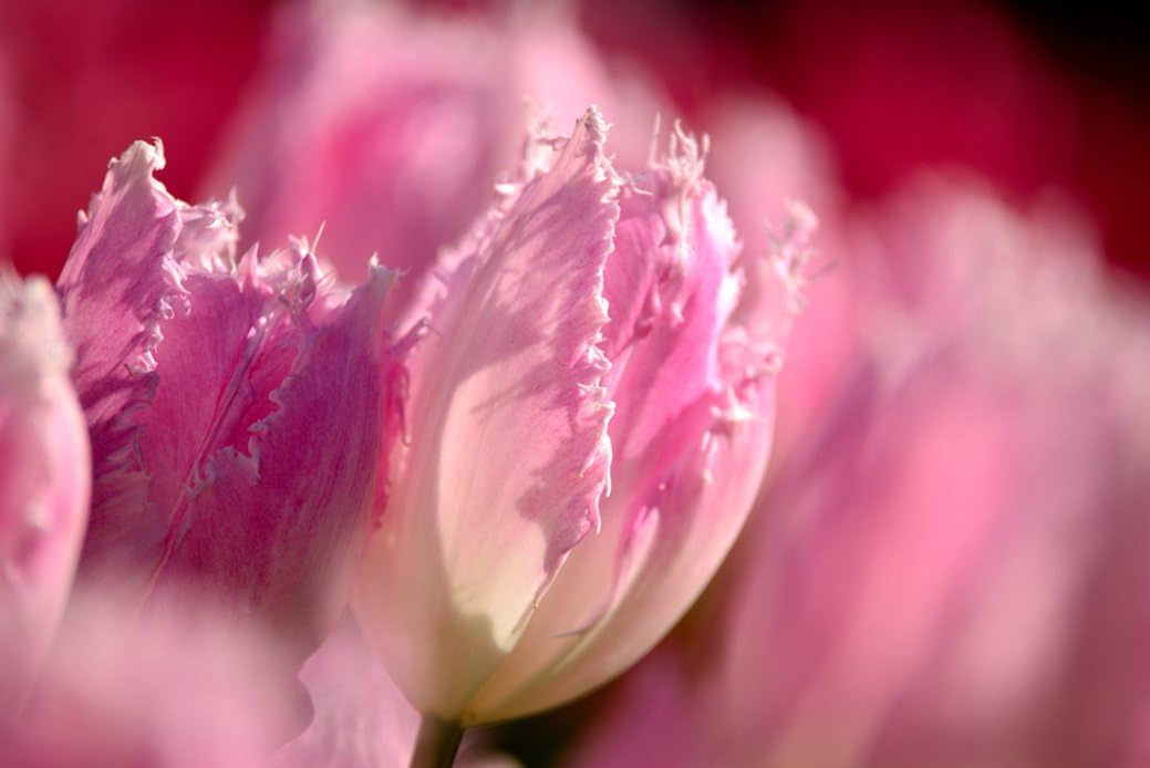 Amazon Com Tokina At X 70 0 4 0 Pro Fx Vcm S Lens For Nikon Camera Photo