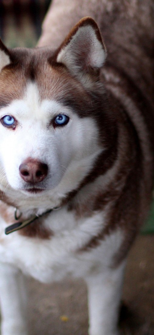 PeelitStickit Snow Dog, Animal Wall Murals ID-061, vinyl