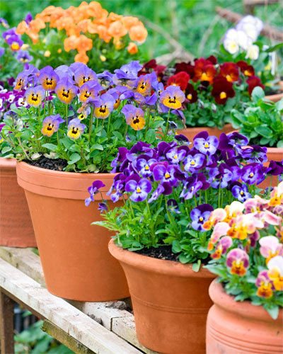 Creative Farmer Flower Seeds : Pansy Flower Seeds Gaint Seeds For Terrace Garden For Garden Pots Garden [Home Garden Seeds Eco Pack] Plant Seeds