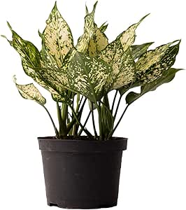 Amazon.com : AMERICAN PLANT EXCHANGE Aglaonemia Osaka ...