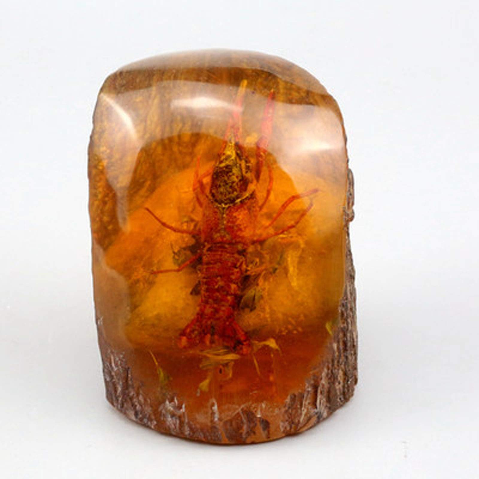 Buy Natural Real Insect Resin Specimen Collection Amber,Real Insect