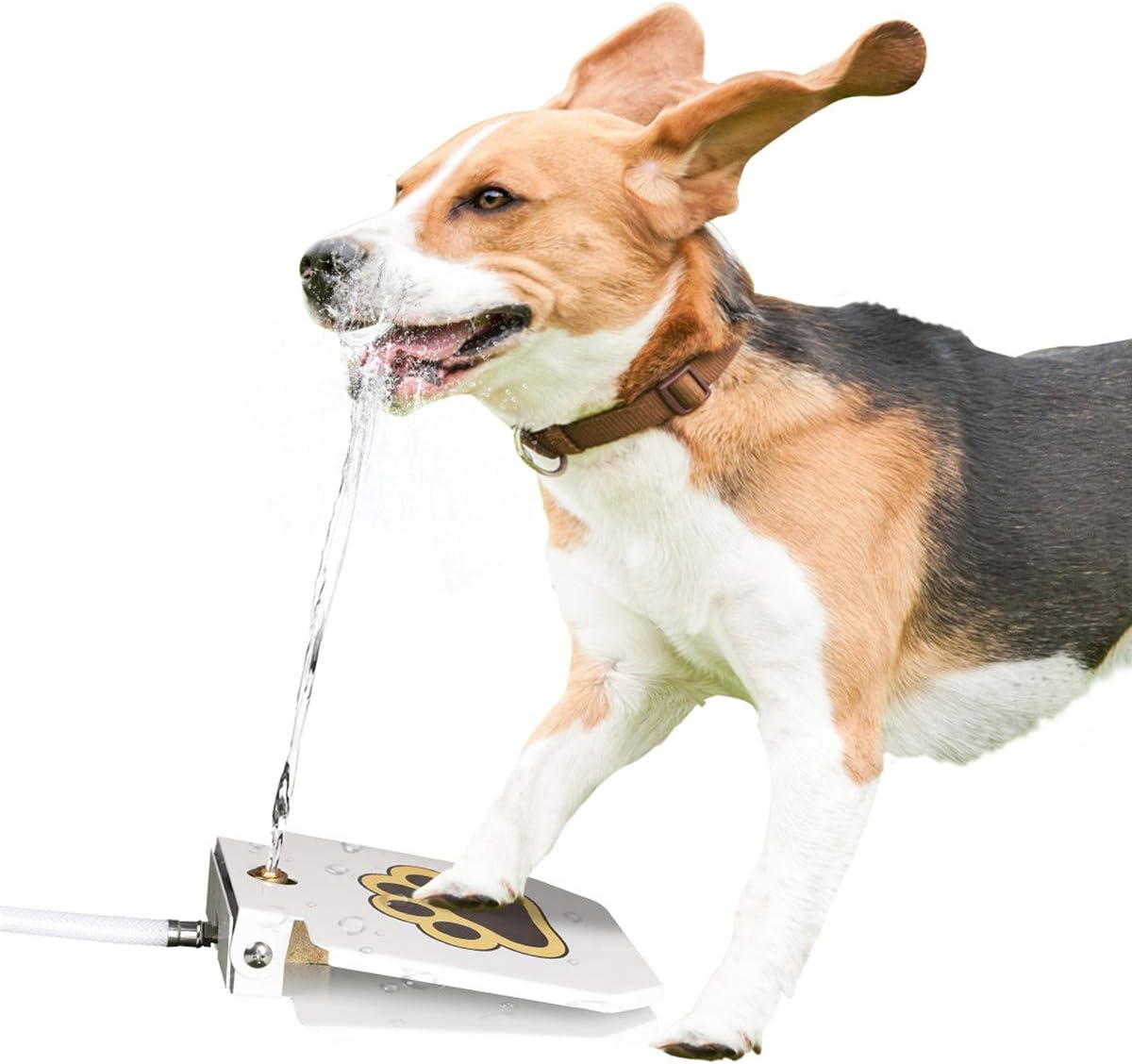 outdoor dog water dispenser