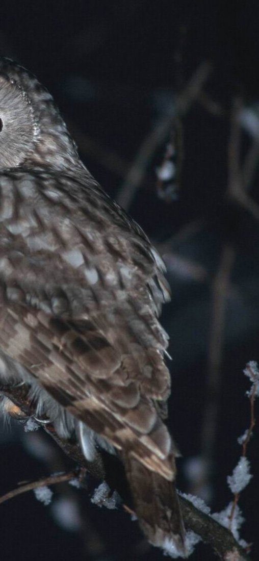 PeelitStickit Owl, Animal Wall Murals ID-225, vinyl