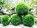 6 Marimo Moss Ball Variety Pack – 4 Different Sizes of Premium Quality Marimo from Giant 2.25 Inch to Small 1 Inch – World’s Easiest Live Aquarium Plant – Sustainably Harvested and All-Naturalthumb 1