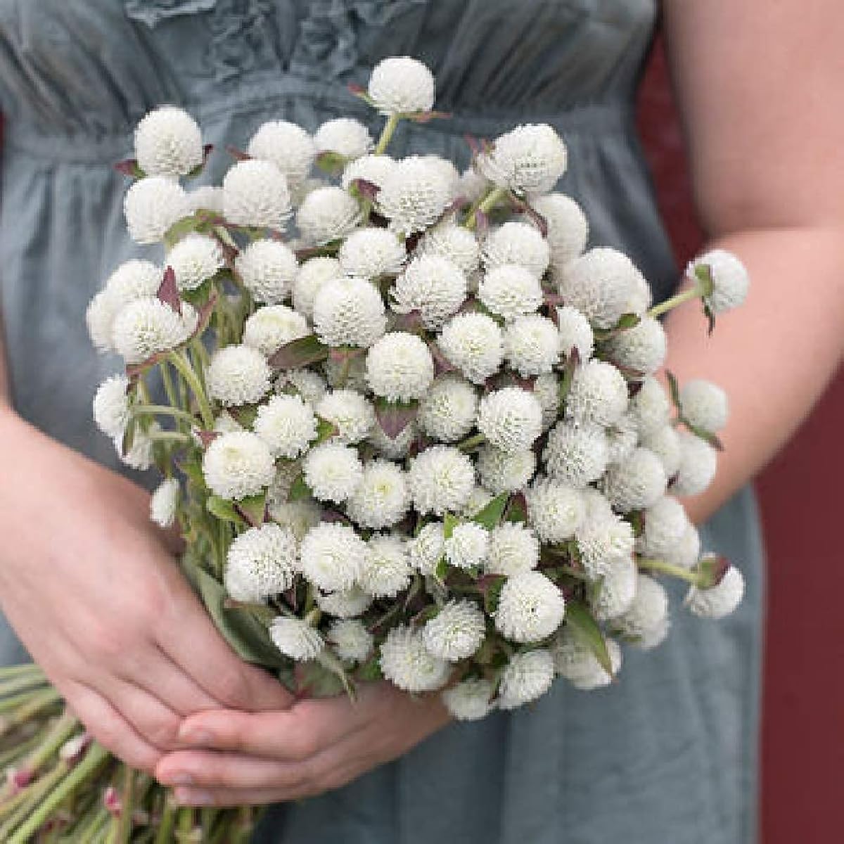 David's Garden Seeds Gomphrena Audray - Thumbnail 2