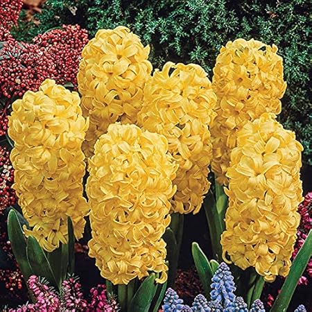 FernsFly IMP. Hyacinth Aromatic Charming Flower Bulbs Winter Flower Home Pot / Land Gardening Bulbs Blooming planting (Pack of 2 City of Haarlem Hyacinth)