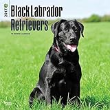 Black Labrador Retrievers 2017 Wall Calendar