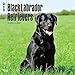 Black Labrador Retrievers 2017 Wall Calendar