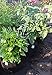 ECOgardener Grow Bags Square Foot Planter Raised Bed Fabric Pot with Handles - 12