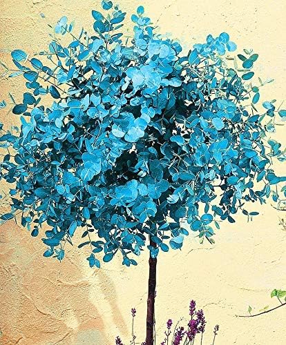 Yukio SEED CORNER - Rare powdery-Blue Eucalyptus, Aromatic Tree Seed Shrub Fast Growing, Hardy Perennial Flower Seeds for Gardening Flowers