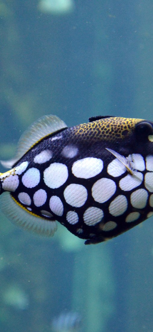 PeelitStickit Underwater, Undersea Wall Murals, ID-139, vinyl