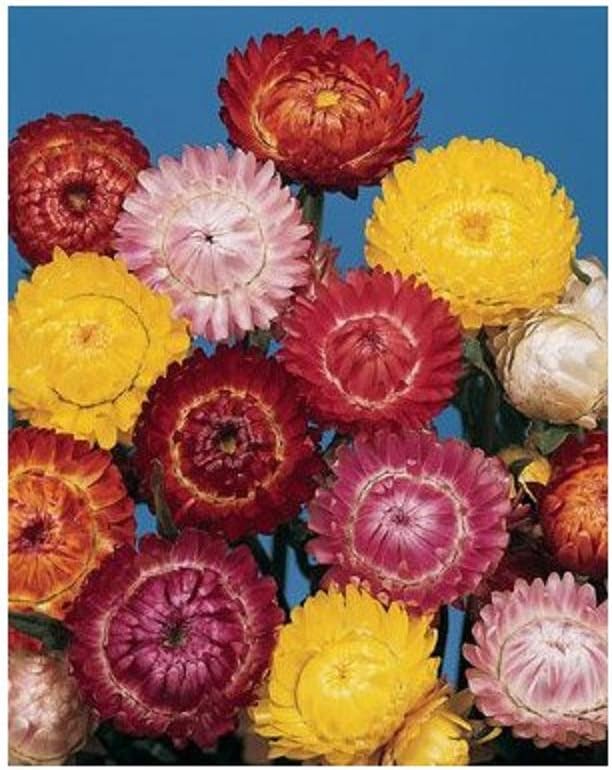 Premier Seeds Direct Helichrysum Straw Flower Tom Thumb Mix 2500 Seeds Amazon Co Uk Garden Outdoors