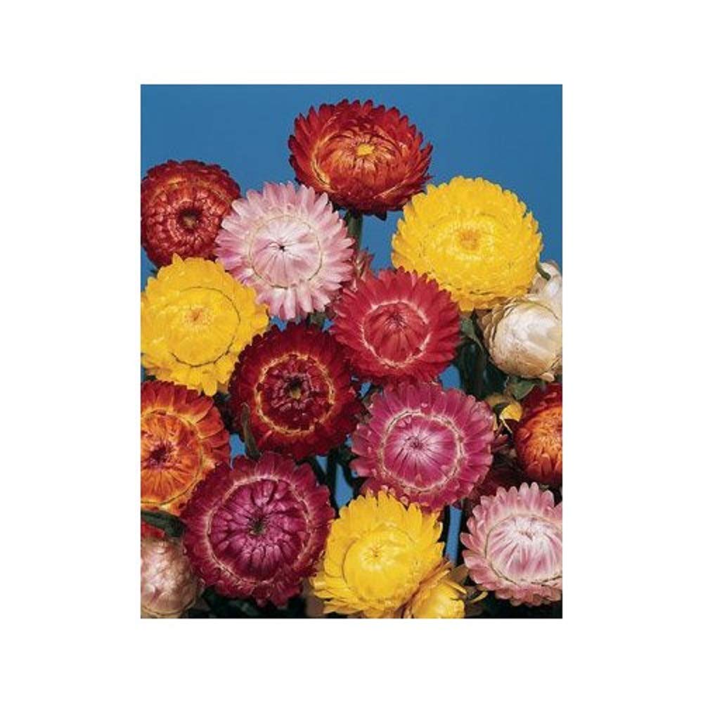 PREMIER SEEDS DIRECT - Helichrysum - Straw Flower - Tom Thumb Mix - 2500 Seeds