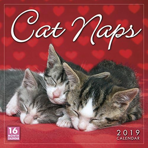 Cat Naps 2019 Wall Calendar