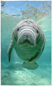Amazon.com: CafePress Area Rug with Cute Baby Manatee Decorative Area Rug,  Fabric Throw Rug: Kitchen & Dining