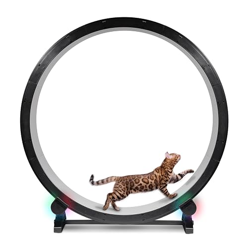 ONE FAST CAT - Cat Exercise Wheel - Safe 48