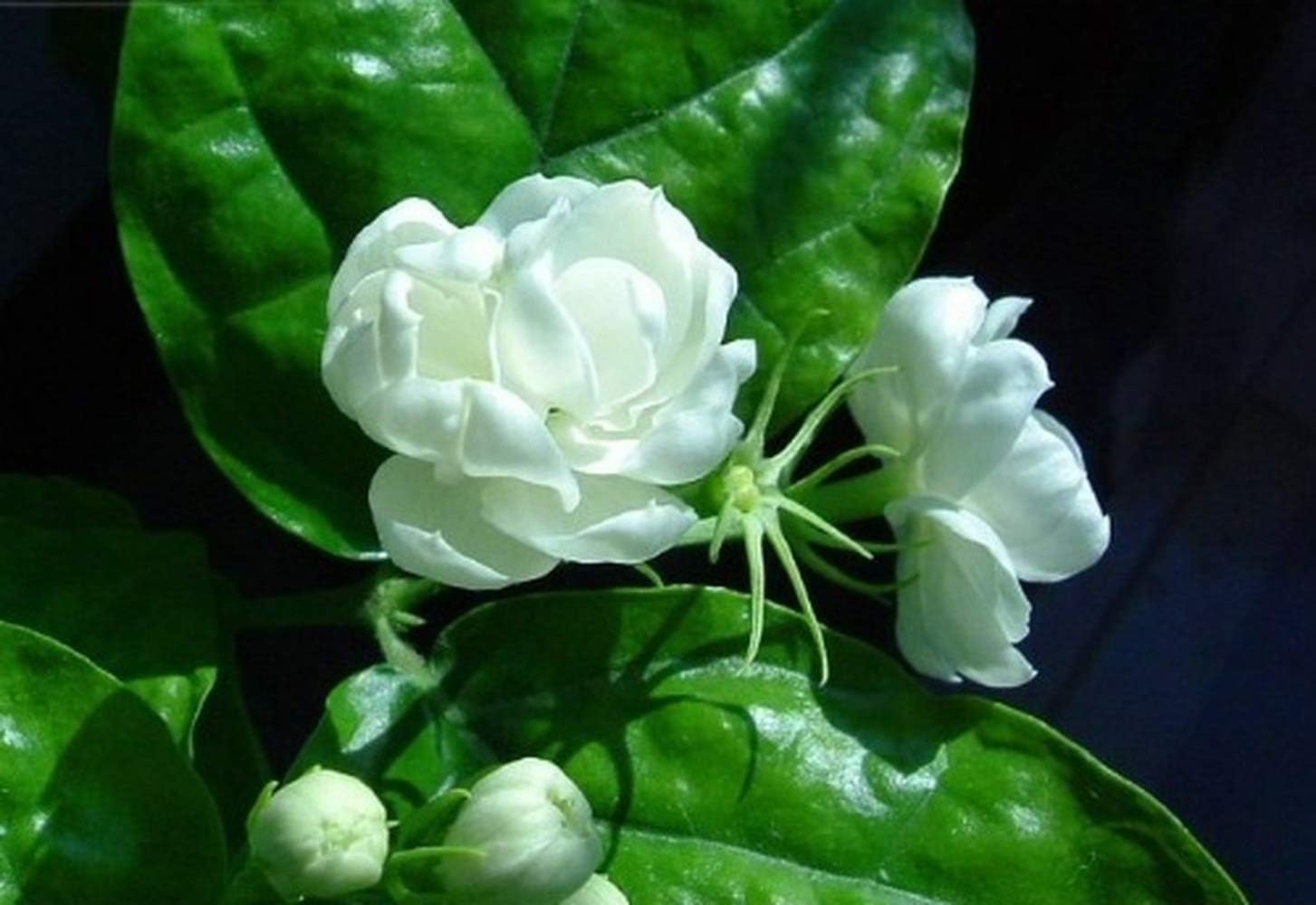 30pcs Night Blooming Jasmine Seeds seedsplants (Nyctanthes Arbor-tristis) Flower Night-Scented Jessamine Home