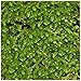 Luffy Wild Christmas Moss in Loose Form Lush, Green Moss for Aquarium Decor - Create a Moss Wall or Moss Carpet - Soft and Comforting for Fish - Shrimp's & Fry's Food