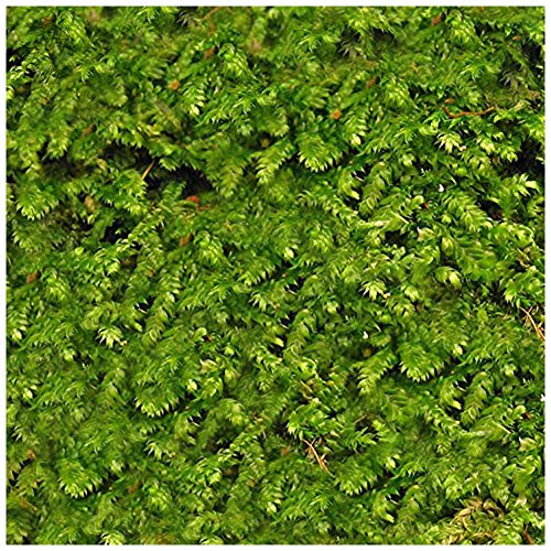 Luffy Wild Christmas Moss in Loose Form Lush, Green Moss for Aquarium Decor – Create a Moss Wall or Moss Carpet – Soft and Comforting for Fish – Shrimp’s & Fry’s Food