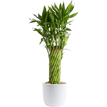 where to buy a monstera plant Monstera Borsigiana Variegata Albo (Mature Mother Plant) Low Variegation