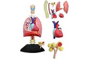 4D Respiratory System Model Lung Model Anatomical, Model of Human Heart and Lungs 21 Removable Parts for Medical Teaching