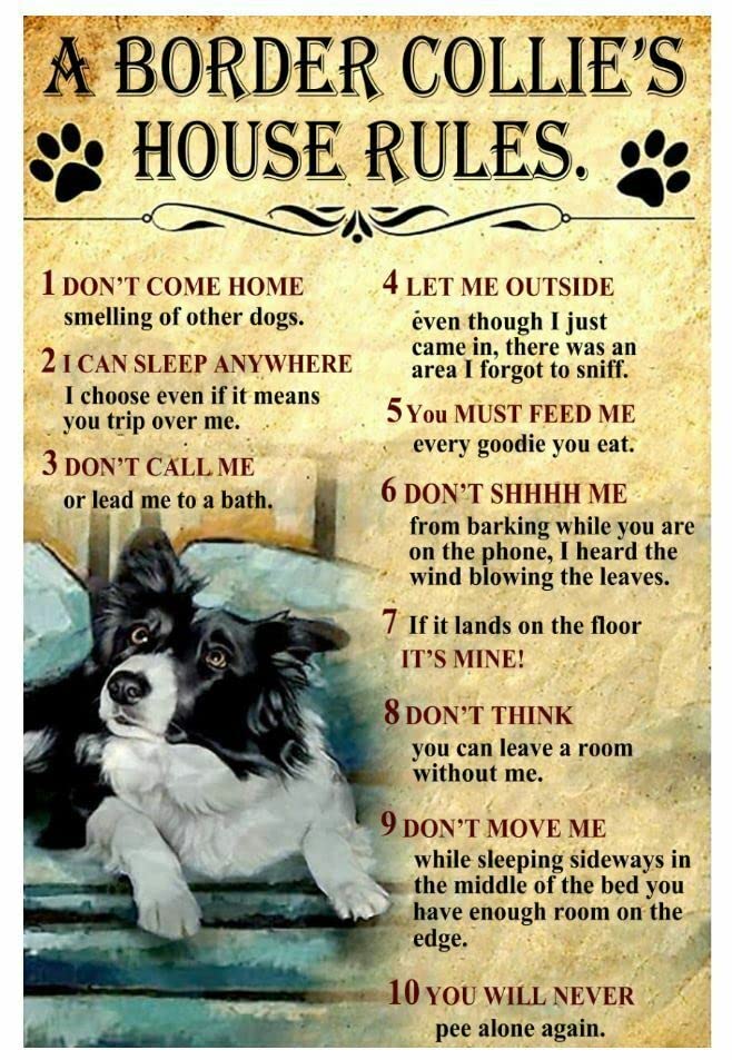 HOUVSSEN A Border Collie's House Rules Funny Man Woman Poster Wall Art Decoration Vintage Metal Tin Sign Bar Pub Club Cafe Home Wall Decor Metal Tin Sign 8x6 Inch