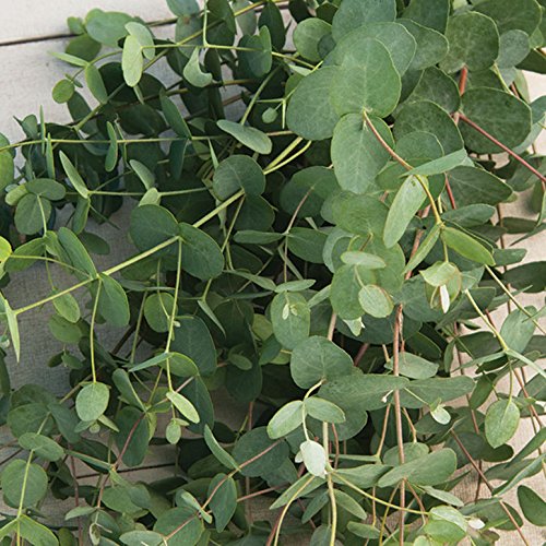 Top 9 eucalyptus seeds tree Sugiman Reviews