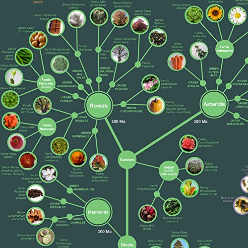 Evolution & Classification of Life Poster 24x36"