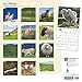 2017 Monthly Wall Calendar - Sheep