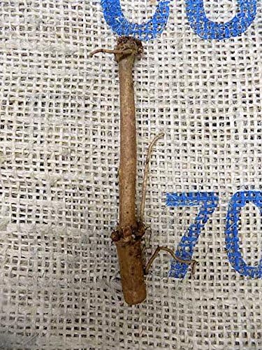 Willamette Hop Rhizome- Grow Your Own Hops!