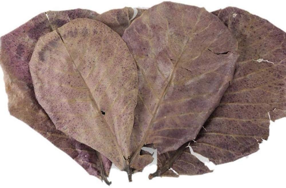 POFET 10pcs Catappa indian almond leaves ketapang leaf shrimp betta fish aquarium care Lower pH for Aquarium Fish Tank Use - Image 4