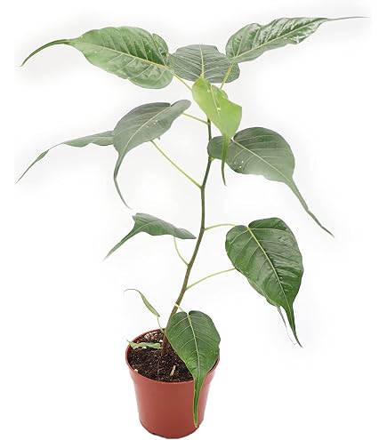 parlor palm safe for cats 4” Nursery Pot main image 1