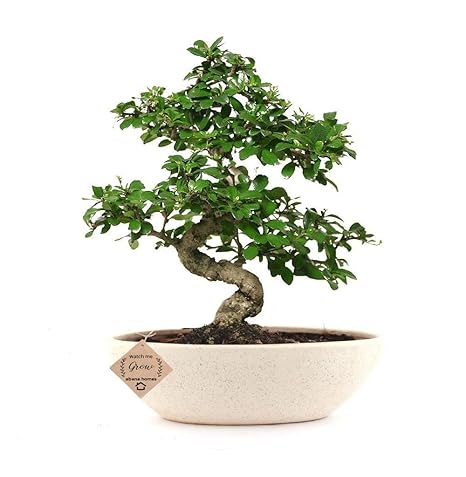 Abana Homes Carmona Flowering Bonsai Plants with Ceramic Pot ( Air Purifying Plant)