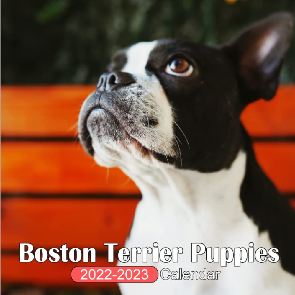 Boston Terrier Calendar 2023 Boston Terrier Puppies 2022 - 2023 Calendar: Official Calendar 2022-2023,  20 Months (8.5X8.5 Inch) Monthly Planner Mini Calendar With Gorgeous Dogs  Photos: 2022, Dog Calendar: 9798482998236: Amazon.com: Books